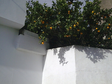 26. Jeśli ktoś ma ochotę na zadanie z serii „kolekcjoner wrażeń”, to można zabawić się w „owoce prosto z drzewa”. Jak na razie jadłem pomarańczę, cytrynę i migdały. Gdyby liczyć owoce, które jedynie widziałem tej zimy w ogrodach, to doszłyby mango, kiwi,
